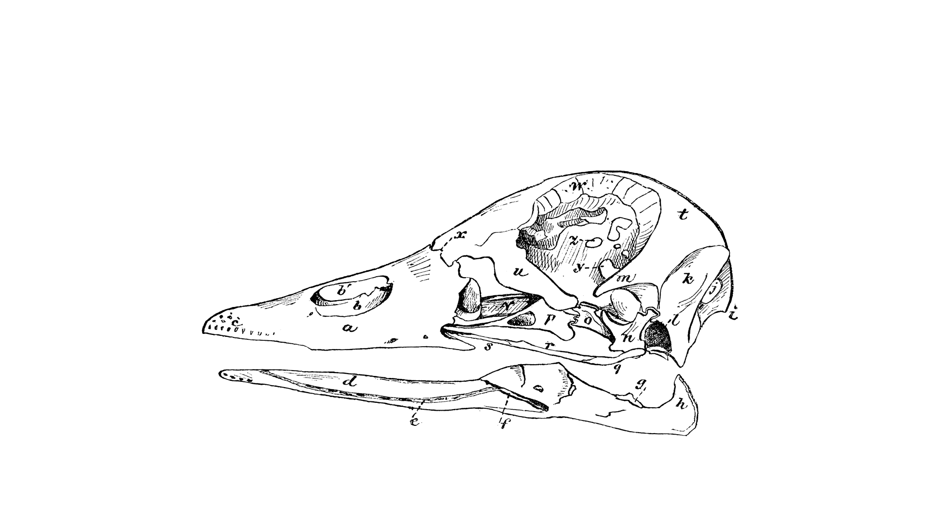 skull